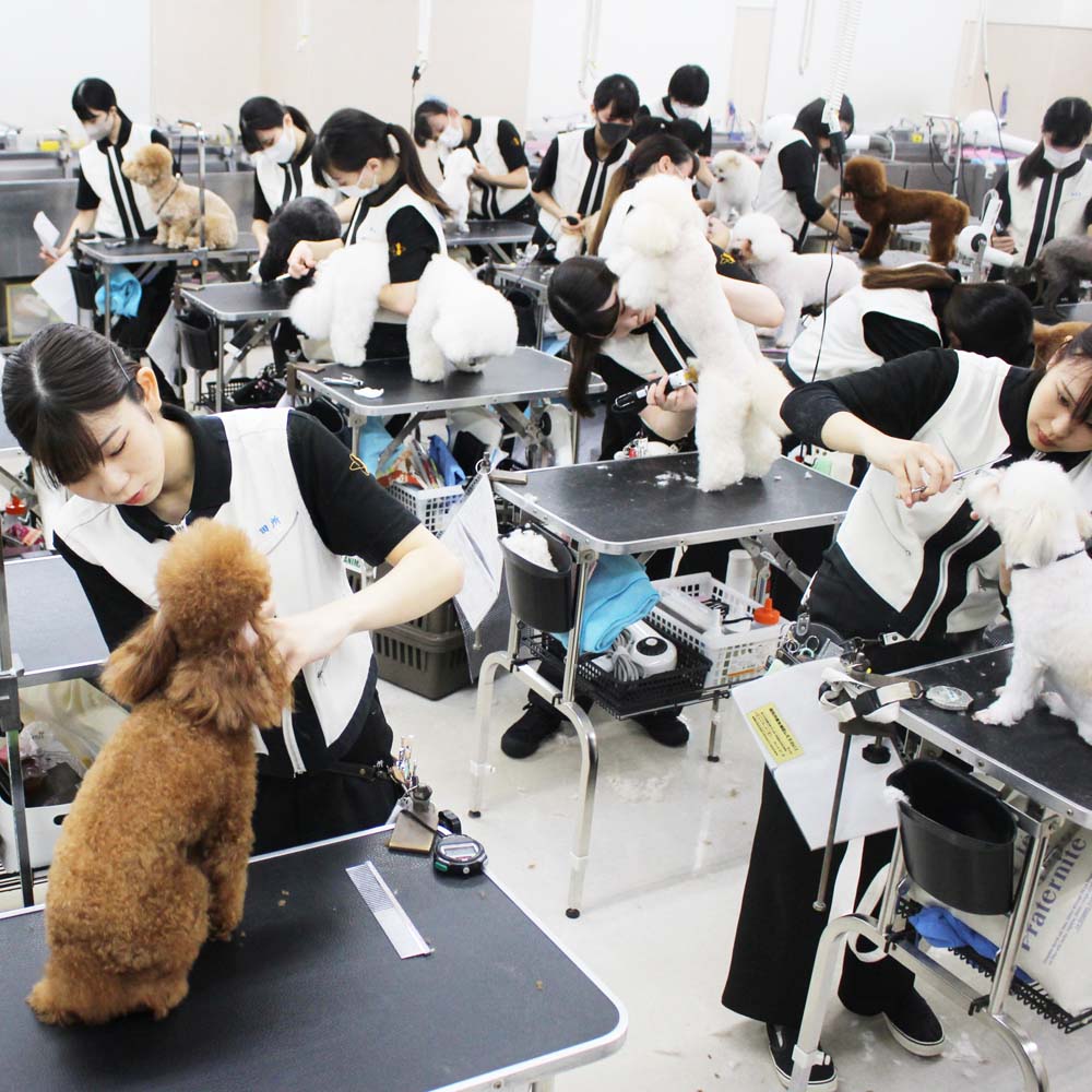 ２年生、お客様犬のトリミング☆